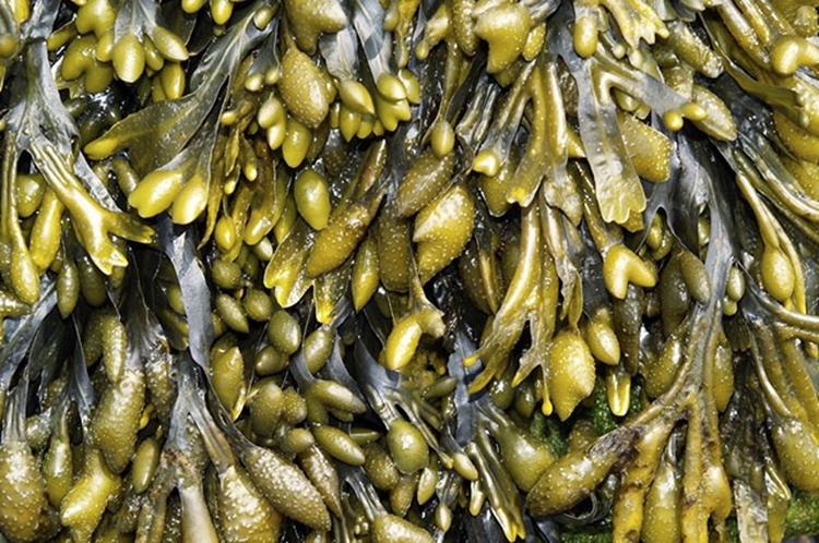 fucus vesiculosus