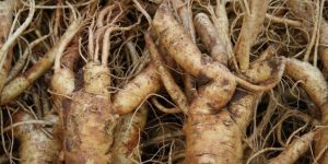 benefícios do ginseng para sua mente e corpo