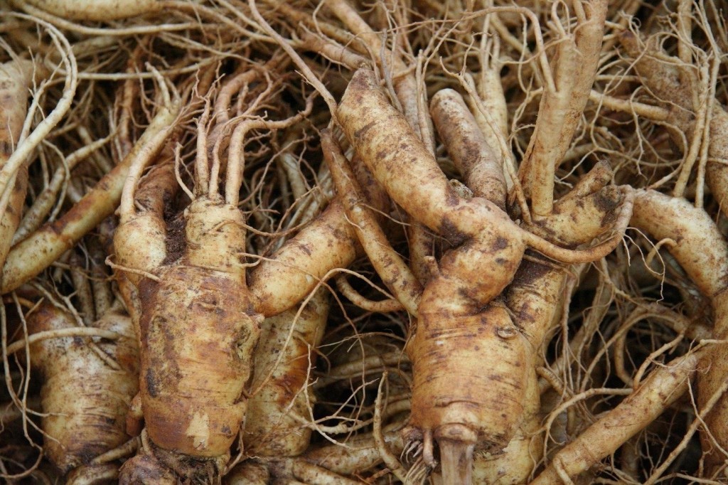 benefícios do ginseng para sua mente e corpo