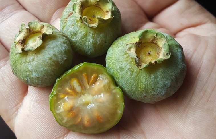 Guabiroba Branca melhora a pele: veja 13 benefícios da fruta