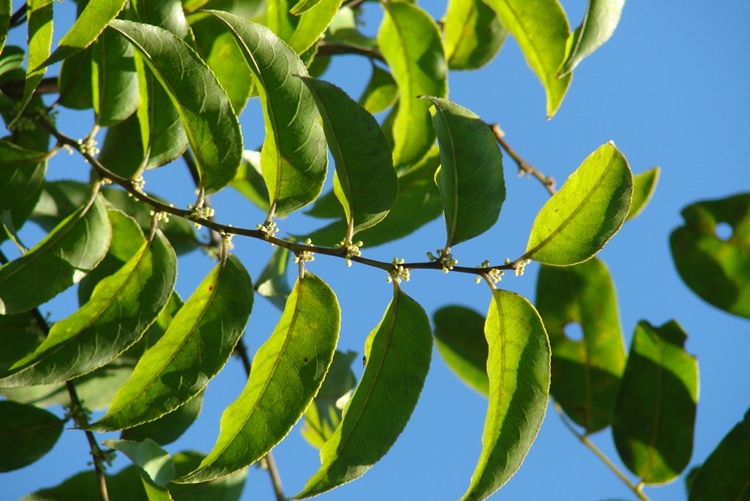 Guaçatonga combate herpes labial: veja os benefícios da planta