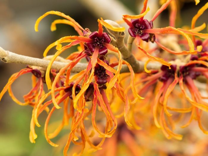 beneficios da hamamelis