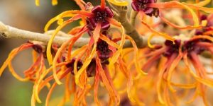 beneficios da hamamelis