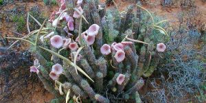 hoodia gordonii