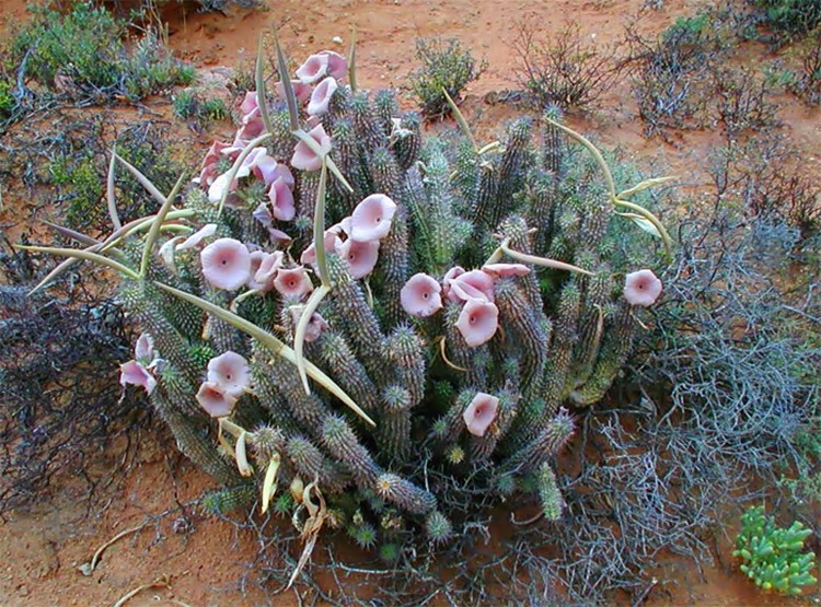 hoodia gordonii