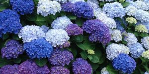 hortensia