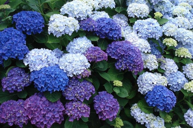 hortensia