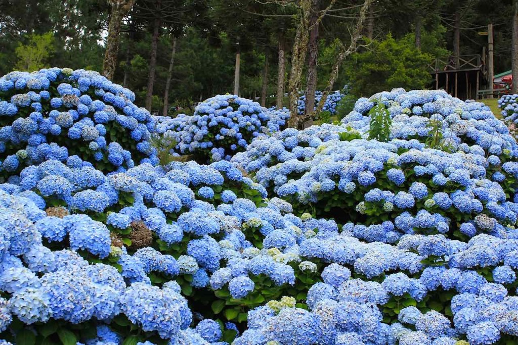 Hortênsia é bom para imunidade: veja os benefícios da planta