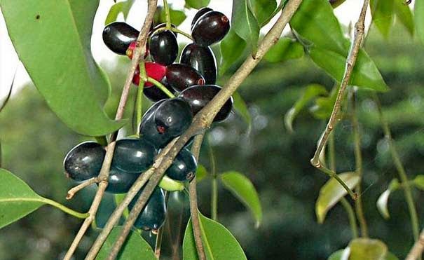 Jambolão alivia dores no corpo: veja benefícios da fruta