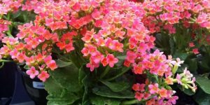 kalanchoe beneficios