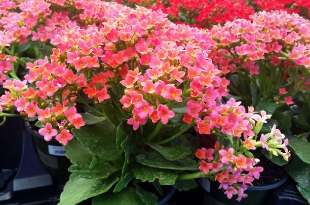 kalanchoe beneficios