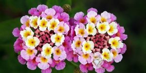 lantana