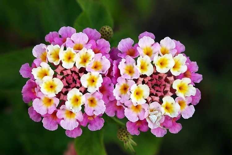 lantana