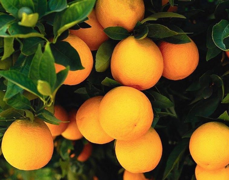 Laranja da Terra auxilia na digestão, fortalece imunidade: veja 10 benefícios da fruta