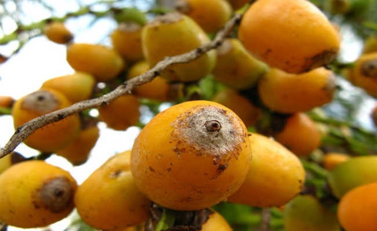 Licuri melhora a pele: veja os benefícios da fruta