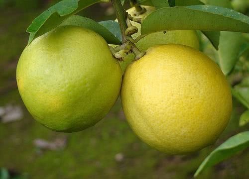 Lima doce ajuda a perder peso: veja 30 benefícios da fruta