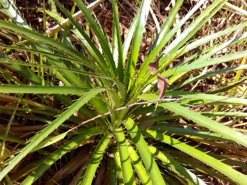 lingua de tucano