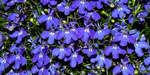 lobelia