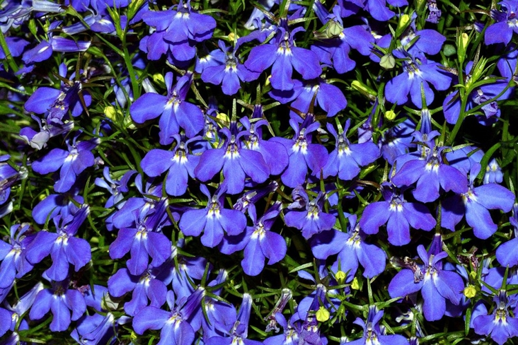 lobelia