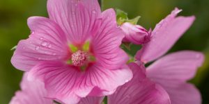 malva rosa