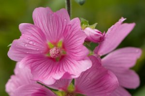 Malva rosa faz bem para a pele: veja os benefícios da planta