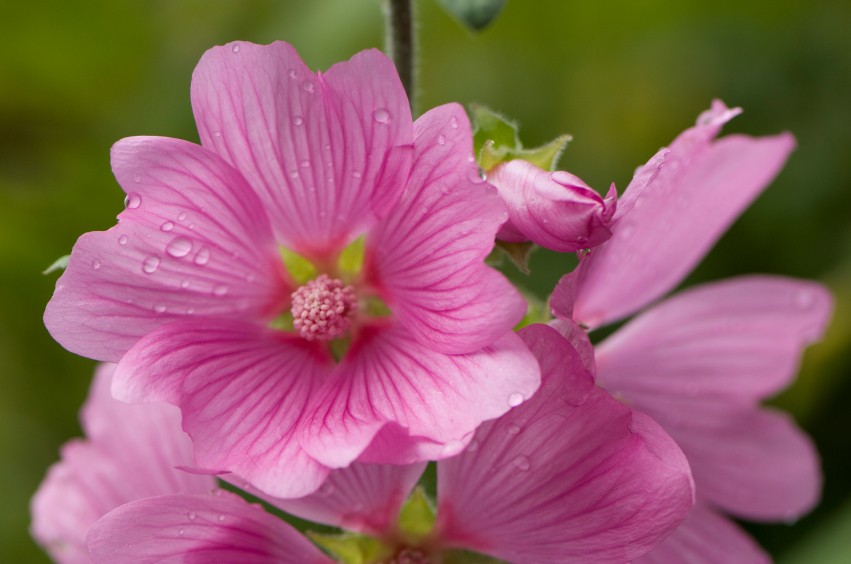 malva rosa