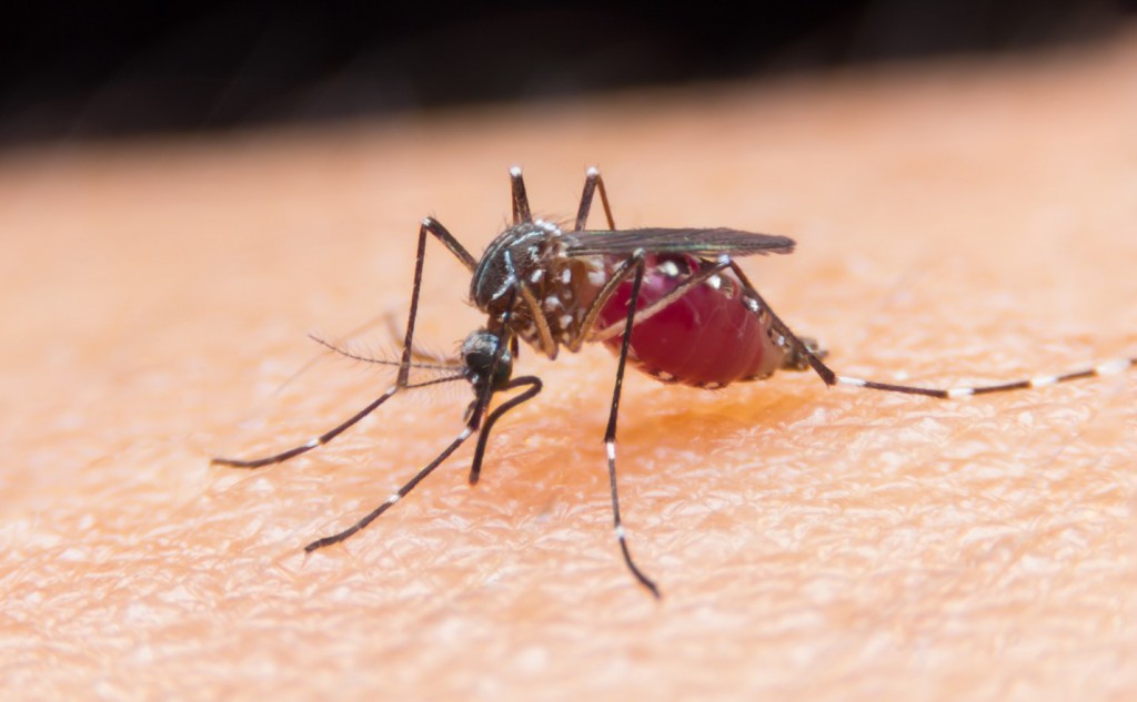 Malária: o que é, sintomas e prevenção
