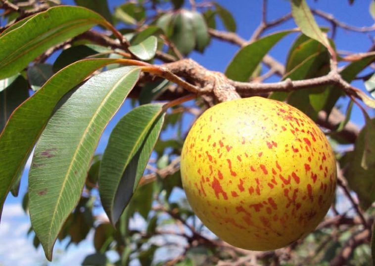 Mangaba combate dores: veja 15 benefícios dessa fruta