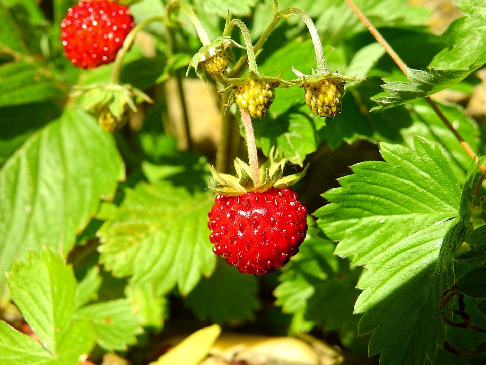 Morango-silvestre combate gastrite: veja 10 benefícios da fruta