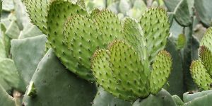 nopal-beneficios