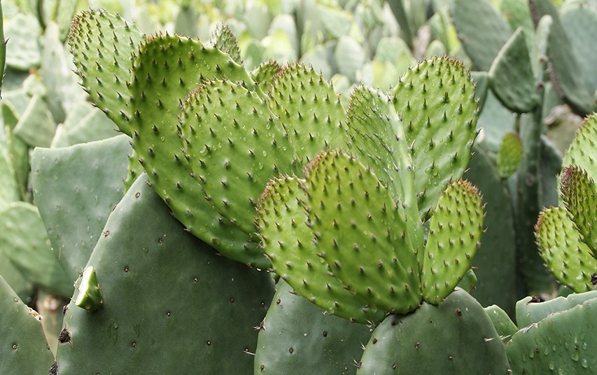 nopal-beneficios