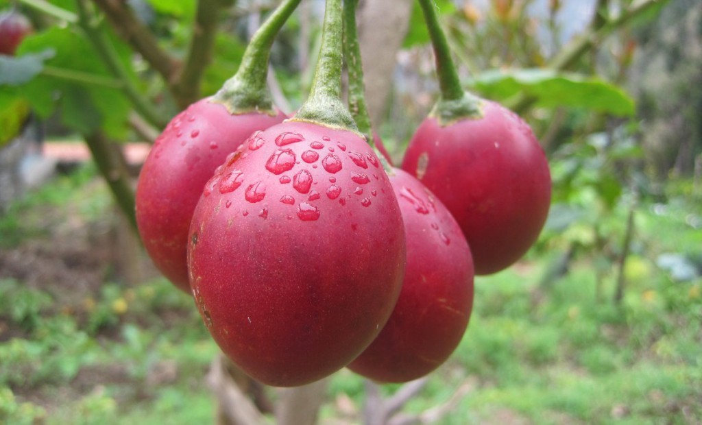 Tomate arbóreo é bom para olhos e pele: veja os seus benefícios