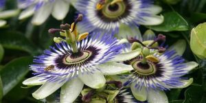 quais as principais propriedades da passiflora?