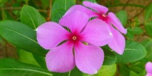 pervinca