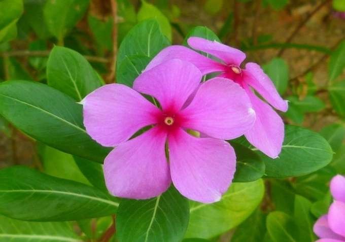 pervinca