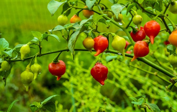 Pimenta biquinho faz bem para o coração: veja os benefícios do fruto