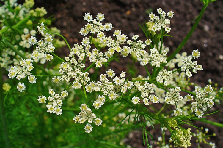 planta angelica