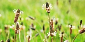 plantago ovata