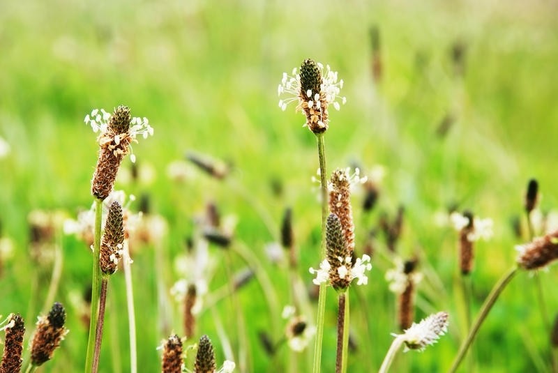 plantago ovata