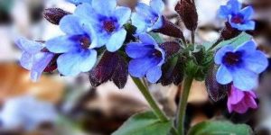 pulmonaria