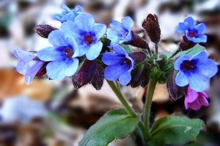 pulmonaria