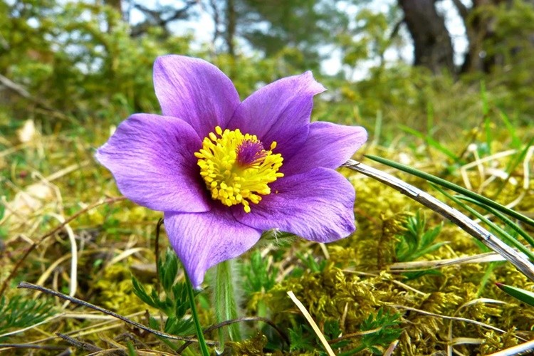 benefícios da pulsatilla