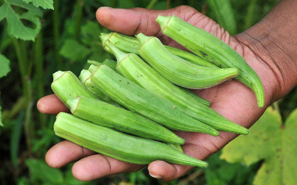 22 alimentos ricos em cálcio para incluir na dieta