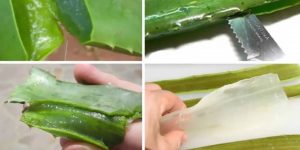 remedios caseiros de aloe vera