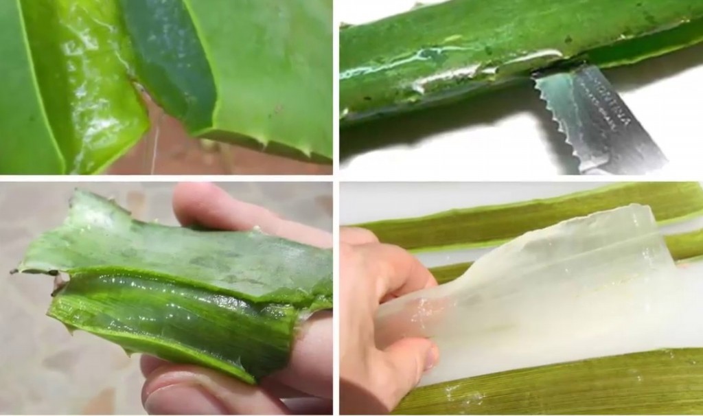 remedios caseiros de aloe vera