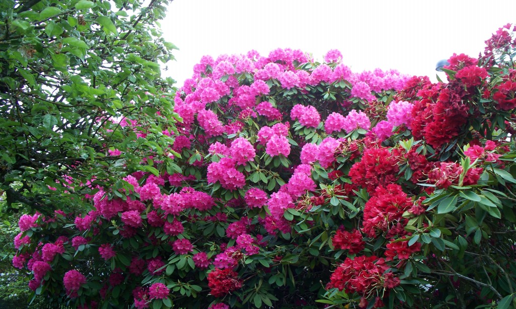 Rododendro combate gota: veja 3 benefícios da planta