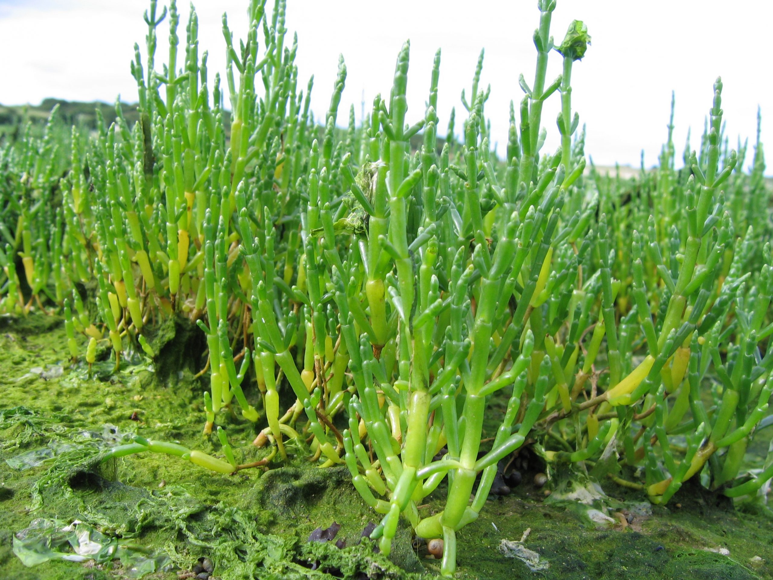 salicornia