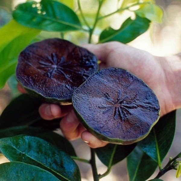 benefícios do sapote preto