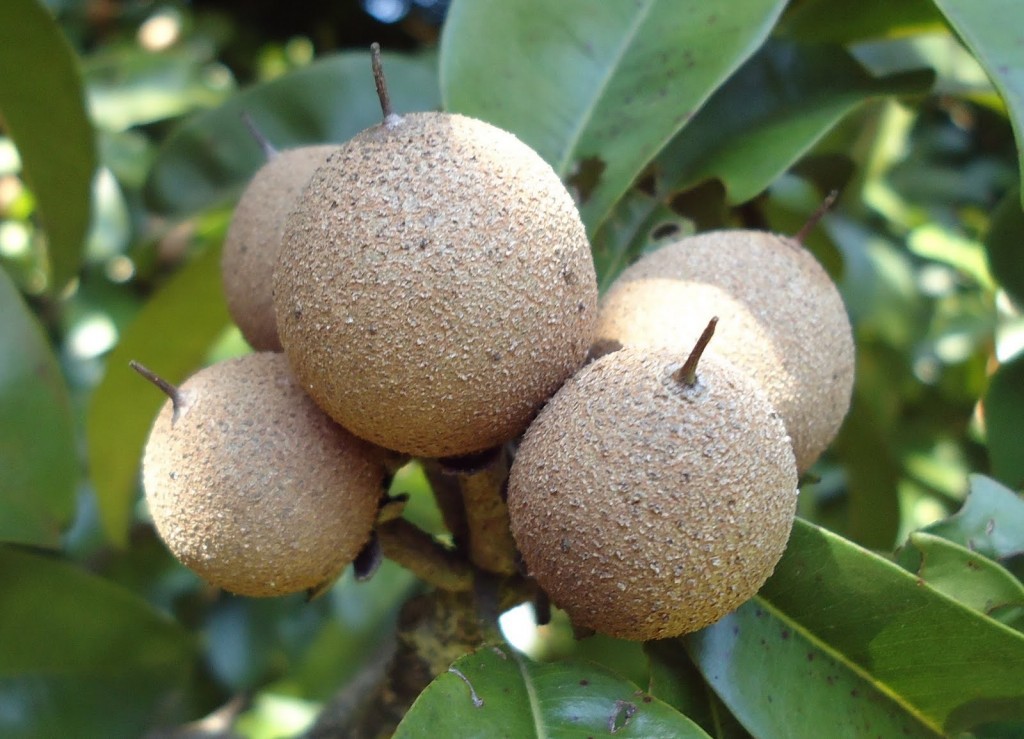 Sapoti faz bem para os olhos: veja 25 benefícios da fruta