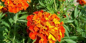 tagetes